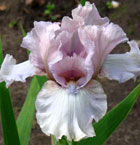 Iris - Vilkdalgis - Londondery